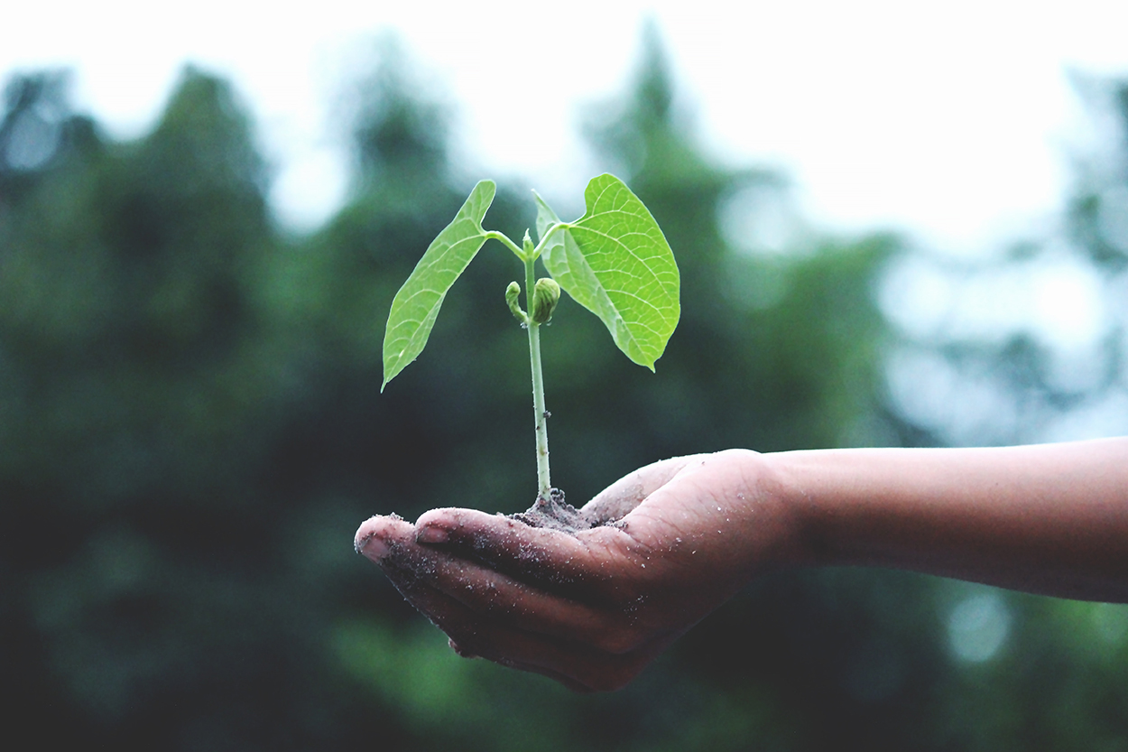 Growing_plant in hand