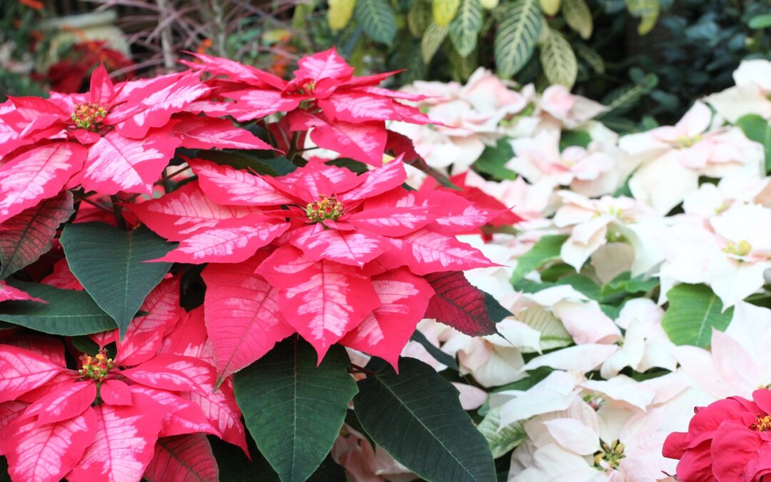 Advent Poinsettias