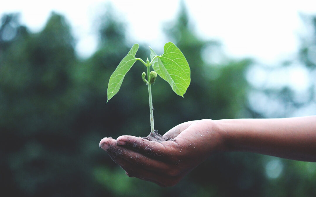 Growing_plant in hand