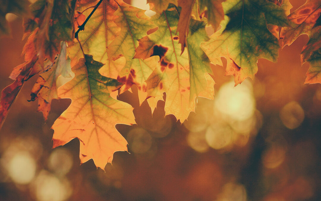 autumn_leaves