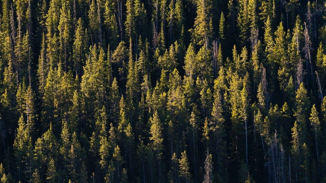 cedar trees