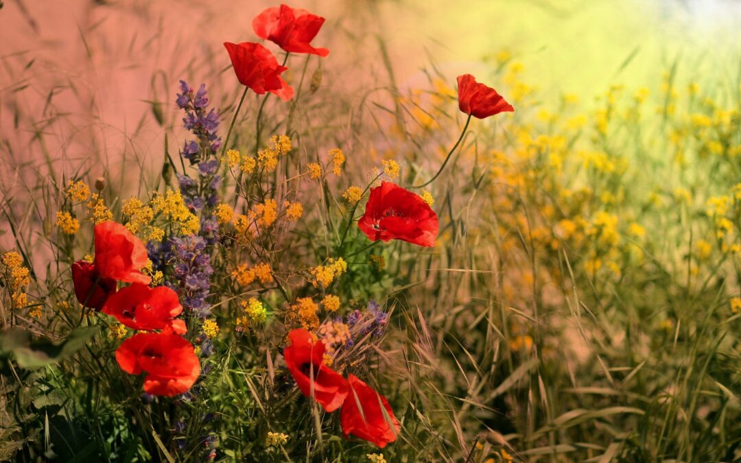 poppies_red_flowers