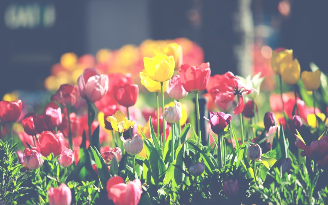 spring-flowers-red-yellow