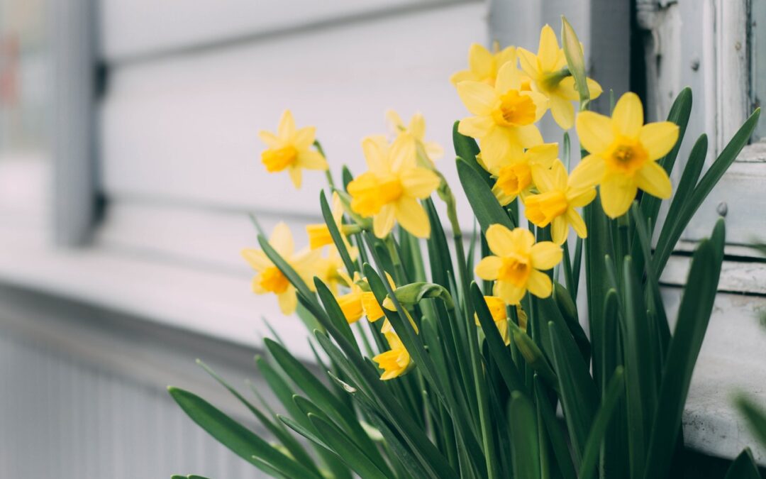 spring_flowers_daffodils