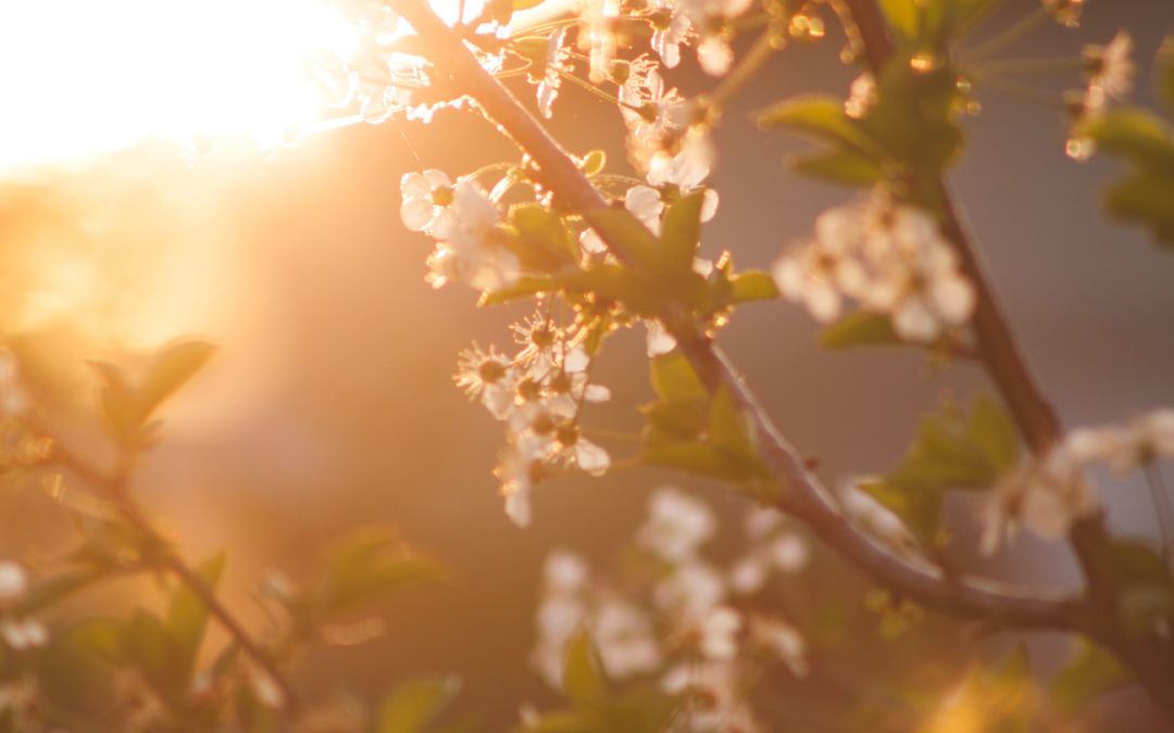 spring_tree_pink flowers